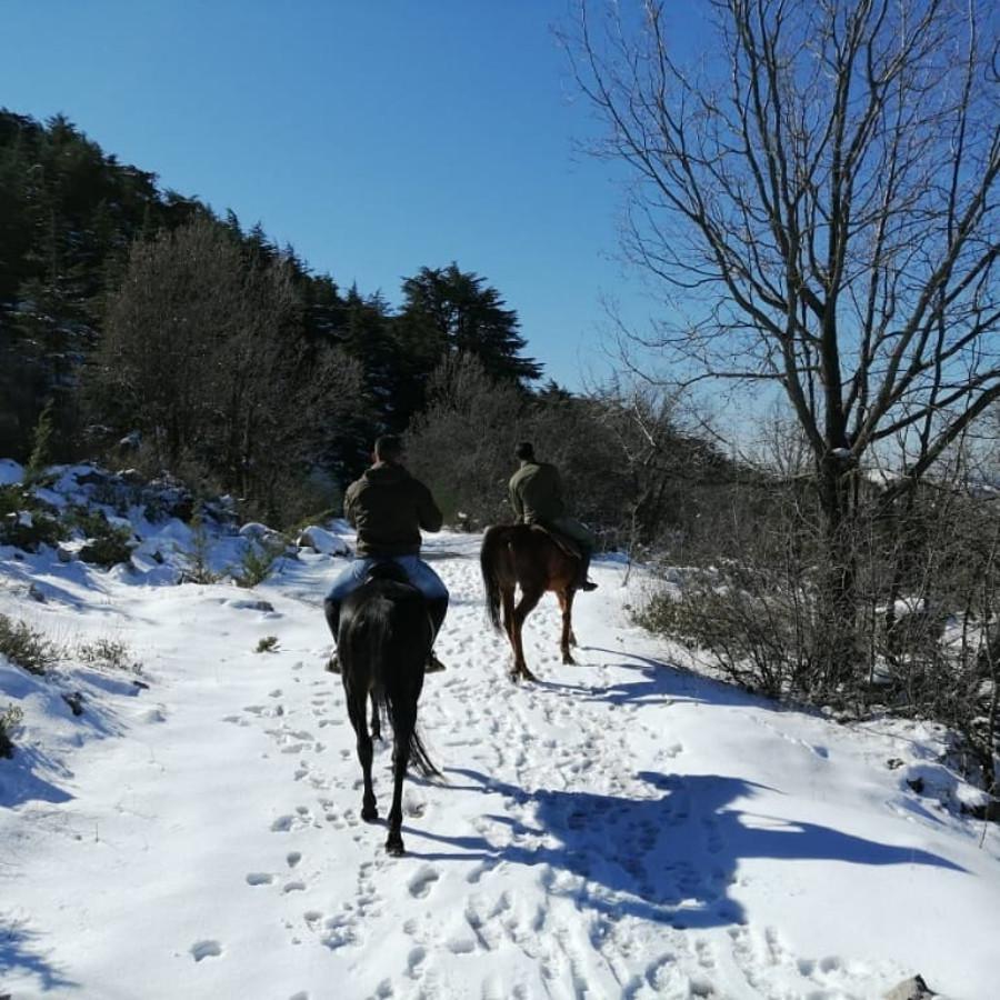 Cedars Horse Riding Club