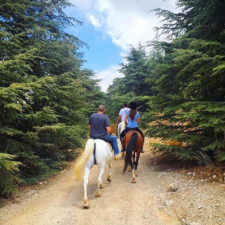 Cedars Horse Riding Club