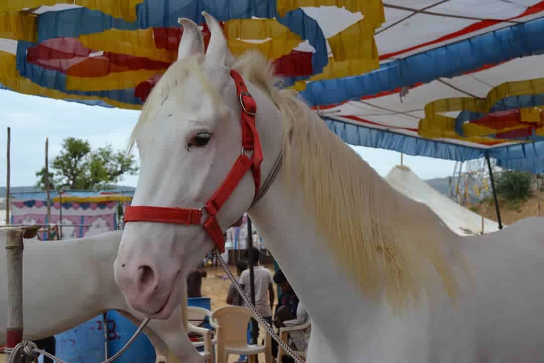 Pegasus Horse Riding Club