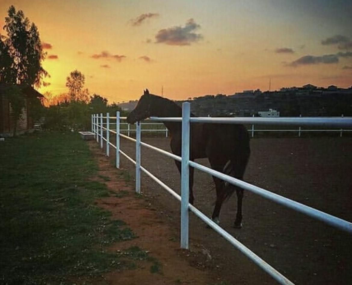 Al Jamil Equestrian club